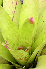 Image showing Bromeliad