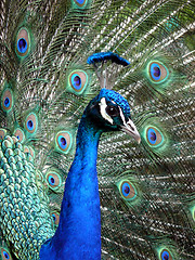 Image showing Peacock