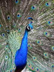 Image showing Peacock