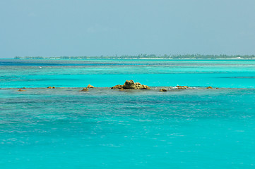 Image showing Coral Reef