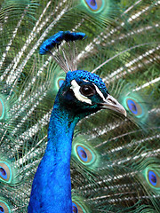 Image showing Peacock