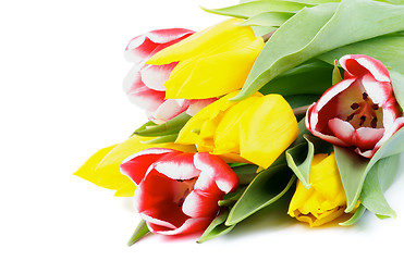 Image showing Spring Tulips