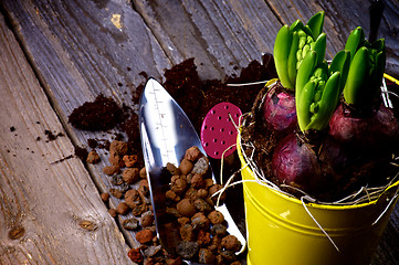 Image showing Planting Hyacinth Bulbs