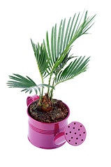 Image showing Little Palm Chrysalidocarpus Areca