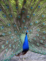 Image showing Peacock