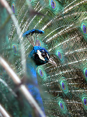 Image showing Peacock