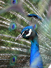 Image showing Peacock