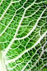 Image showing savoy cabbage leaf