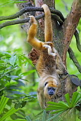 Image showing Mantled Howler Monkey