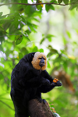 Image showing White-faced Saki Monkey