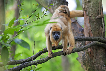 Image showing Mantled Howler Monkey