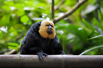 Image showing White-faced Saki Monkey