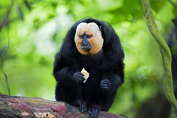 Image showing White-faced Saki Monkey