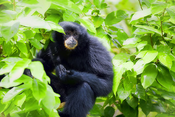 Image showing Siamang Gibbon