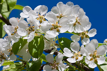 Image showing Apple flowers