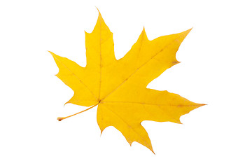 Image showing Maple leaf