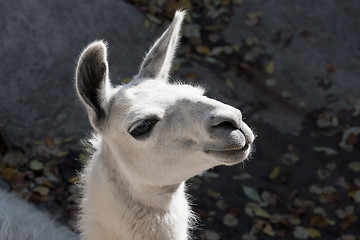 Image showing Llama