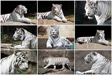 Image showing White Tiger