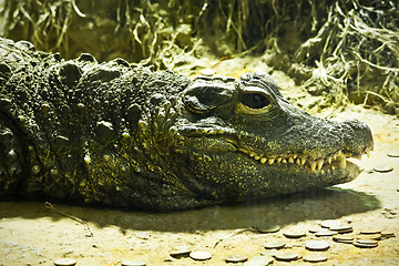 Image showing Crocodile