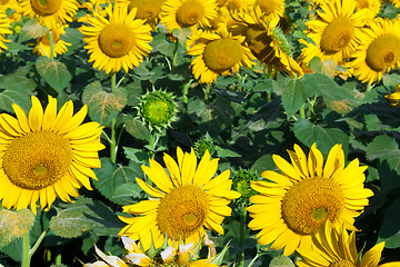 Image showing Sunflowers