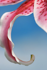 Image showing Curling petal