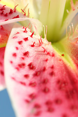 Image showing Spotted Stargazer Lily Petals closeup
