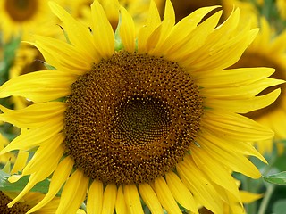 Image showing Sunflower 3