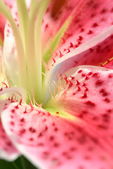 Image showing Pink Stargazer Lily macro