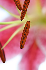 Image showing Pink oriental Lily macro