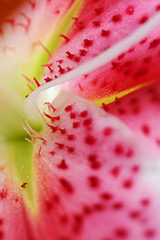 Image showing Stargazer Lily closeup