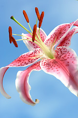 Image showing Pink spotted oriental lily