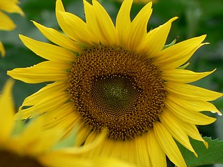 Image showing Sunflower 4