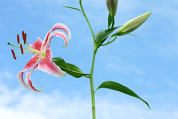 Image showing Oriental Lilium - side view