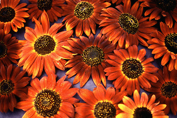 Image showing Red Sunflowers