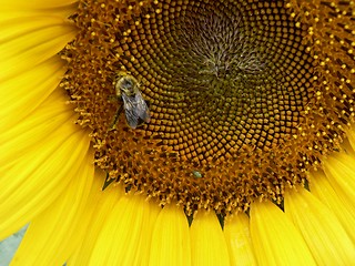 Image showing Sunflower and Bee 1