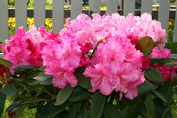 Image showing Rhododendron