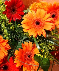 Image showing Gerbera daisies