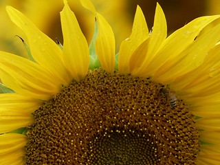 Image showing Sunflower and Bee 2