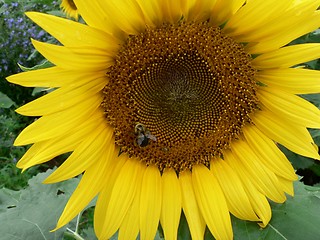 Image showing Sunflower and Bee 3