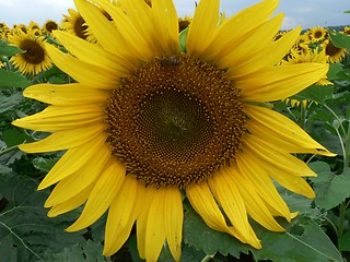 Image showing Sunflower and Bee in Field 1