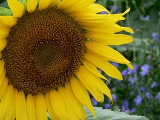 Image showing Sunflower and Purple Flowers 1