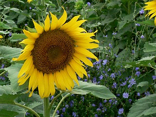 Image showing Sunflower and Purple Flowers 2