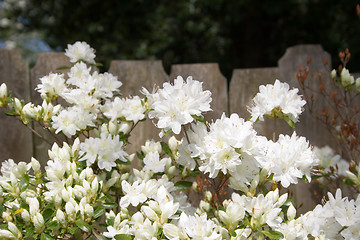 Image showing Azaleas