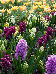 Image showing Spring Flowers