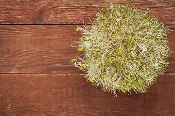 Image showing alfalfa and radish sprouts