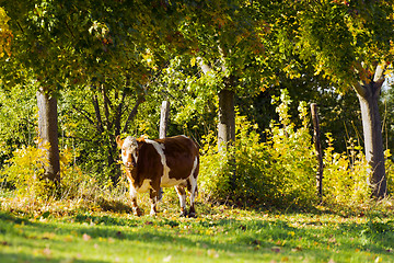 Image showing cow with trees