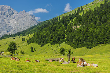 Image showing Flock of cows in alps