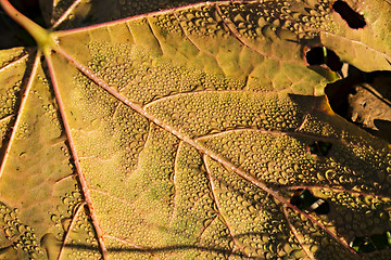 Image showing Leaf with dew