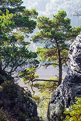 Image showing Trees in Saxon Switzerland