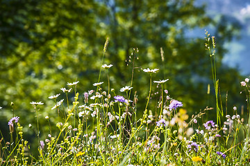 Image showing Meadow with wild flowers